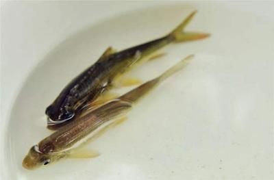 龍魚(yú)眼出血：龍魚(yú)眼出現(xiàn)眼出血需要保持冷靜并采取以下措施進(jìn)行處理 龍魚(yú)百科 第2張