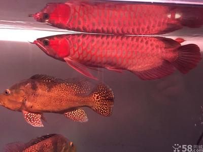 頂級紅龍魚品牌有哪些：紅龍魚品牌大全 龍魚百科 第3張