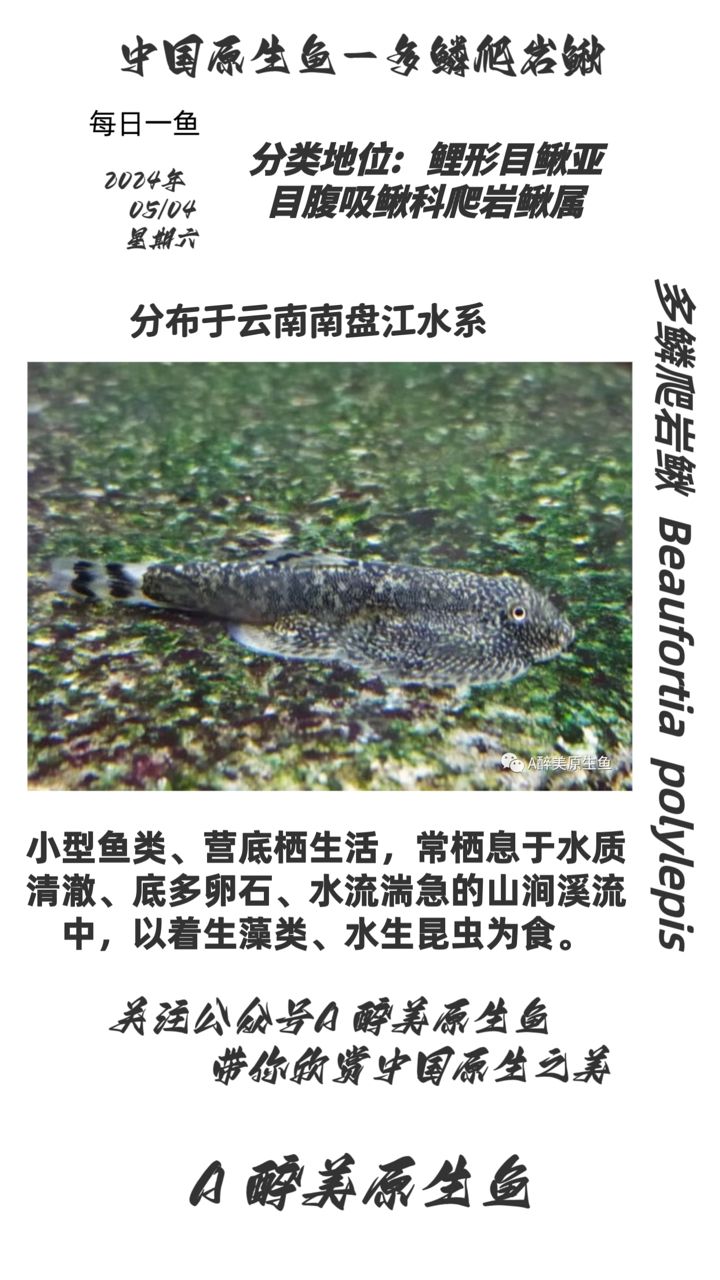 多鱗爬巖鰍：云南南盤江水系 觀賞魚論壇