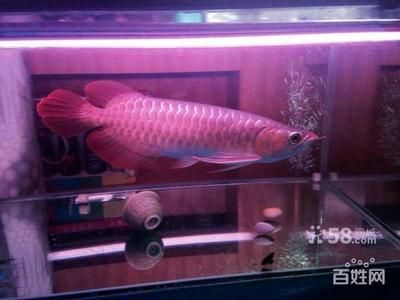 皇宮紅龍魚(yú)官網(wǎng)：關(guān)于皇宮紅龍魚(yú)官網(wǎng)的問(wèn)題