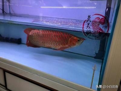 一米的紅龍魚能長多大：一米長的紅龍魚能長多大