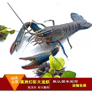 龍魚一天一個(gè)蝦：龍魚一天喂一個(gè)蝦的數(shù)量是否適當(dāng) 龍魚百科 第3張