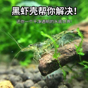 龍魚一天一個(gè)蝦：龍魚一天喂一個(gè)蝦的數(shù)量是否適當(dāng) 龍魚百科 第2張