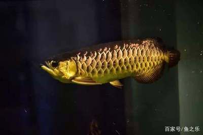 大龍魚(yú)是什么魚(yú)類(lèi)：大龍魚(yú)是一種具有悠久歷史、美麗外觀和特殊生態(tài)習(xí)性的習(xí)性