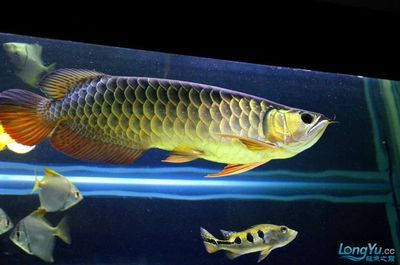 龍魚(yú)偶爾側(cè)游正常嗎為什么：龍魚(yú)側(cè)游可能由多種原因引起