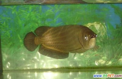 龍魚飼養(yǎng)水溫是多少度的水：龍魚飼養(yǎng)水溫取決于龍魚的品種 龍魚百科 第3張