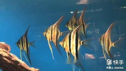 祥龍魚場觀賞魚：馬來西亞祥龍魚場