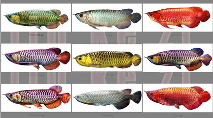 龍魚插畫：7張原創(chuàng)精品龍魚插畫素材模板供您在線下載