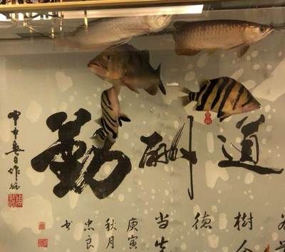 賣龍魚廣告詞：賣龍魚的廣告詞并不是很多,但是我們可以結合相關信息 龍魚百科 第1張