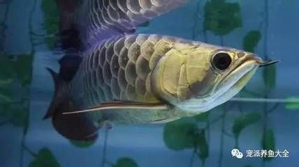 吃的龍魚是什么魚類：吃的龍魚是什么魚類呢？ 龍魚百科 第2張