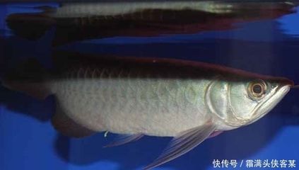 龍魚治療腸炎需要停食么：龍魚治療腸炎是否需要停食取決于腸炎的病因 龍魚百科 第2張