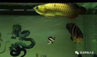 龍魚吃飽了從哪里看：如何判斷龍魚是否已經(jīng)吃飽