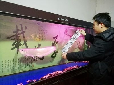 金龍魚拍賣現(xiàn)場：金龍魚拍賣現(xiàn)場主要涉及到司法網(wǎng)絡(luò)拍賣和線上拍賣 龍魚百科 第2張