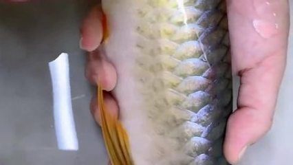 龍魚殺寄生蟲用什么藥好：治療龍魚寄生蟲用什么藥好 龍魚百科 第2張