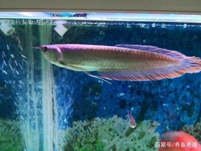 喂銀龍魚(yú)的小魚(yú),一次放多少進(jìn)缸合適：喂銀龍魚(yú)的小魚(yú)一次放多少并沒(méi)有一個(gè)固定的數(shù)量 龍魚(yú)百科 第1張