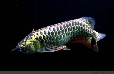 金龍福龍魚：金龍魚和福龍魚有什么區(qū)別？ 龍魚百科 第1張