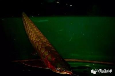 紅龍魚(yú)比賽第一名是誰(shuí)：2020年世界龍魚(yú)錦標(biāo)賽紅龍魚(yú)比賽第一名是誰(shuí) 龍魚(yú)百科 第3張