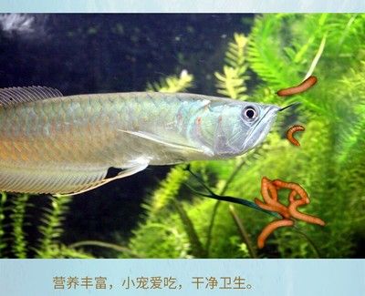 喂龍魚的蟲子是什么樣的：喂龍魚的蟲子主要有兩種，另一種是大麥蟲，另一種是面包蟲