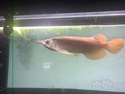 紅龍魚不進食怎么辦：紅龍魚不吃東西怎么辦 龍魚百科 第2張