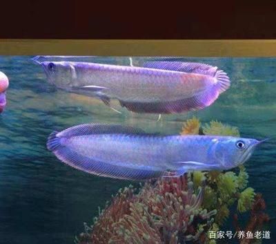 龍魚總是在缸角不動：龍魚為什么總是在缸角不動