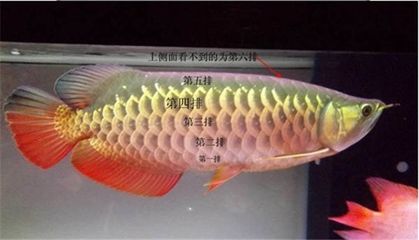 賣龍魚(yú)的網(wǎng)站：關(guān)于賣龍魚(yú)的網(wǎng)站 龍魚(yú)百科 第3張