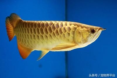 黃尾金龍魚和紅尾金龍魚哪個(gè)好養(yǎng)活：紅尾金龍魚和黃尾金龍魚哪個(gè)好養(yǎng)活