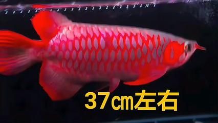 辣椒紅龍魚苗市價(jià)多少錢：辣椒紅龍魚苗的市價(jià)并不是固定不變的，而是受到多種因素影響