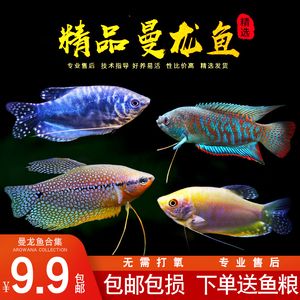 龍魚(yú)配魚(yú)推薦哪種魚(yú)苗：適合與龍魚(yú)混養(yǎng)的魚(yú)苗推薦哪種魚(yú)苗適合與龍魚(yú)混養(yǎng)