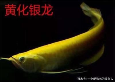 黃化龍魚和銀龍一樣養(yǎng)嗎：黃化龍魚和銀龍魚一樣養(yǎng)嗎 龍魚百科 第2張