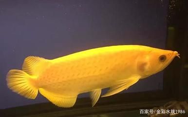 黃化龍魚百度百科：黃化龍魚是一種美麗的觀賞魚類，具有一定文化和經濟價值