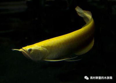 赤瞳皇龍魚長大后的樣子：赤瞳皇龍魚和皇龍魚的區(qū)別 龍魚百科 第2張