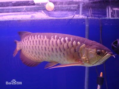 寶石龍魚(yú)30cm多少錢(qián)：寶石龍魚(yú)價(jià)格 龍魚(yú)百科 第1張