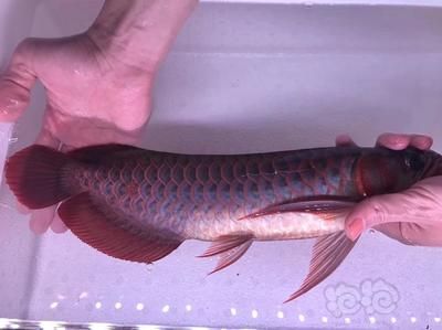 超血紅龍魚(yú)怎么樣鑒定：超血紅龍魚(yú)怎么樣鑒定超血紅龍魚(yú)的顏色鑒定方法