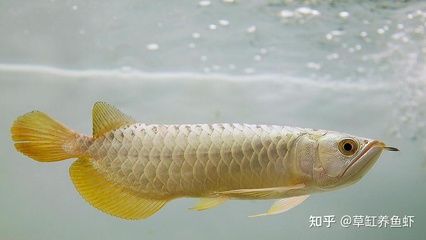 龍魚(yú)喂太飽了什么樣子：龍魚(yú)喂太飽會(huì)有什么表現(xiàn) 龍魚(yú)百科 第3張