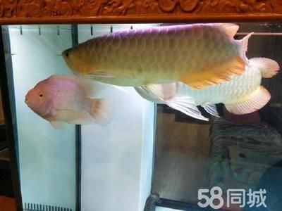 今年龍魚(yú)價(jià)格是漲了還是：今年龍魚(yú)價(jià)格是漲了還是降了 龍魚(yú)百科 第2張