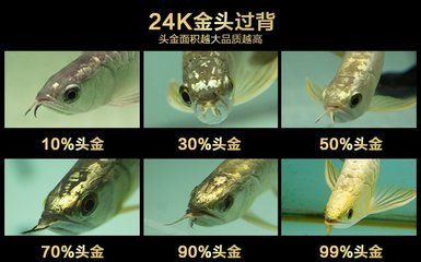 什么是古典金龍魚產(chǎn)品：什么是古典金龍魚 龍魚百科 第2張