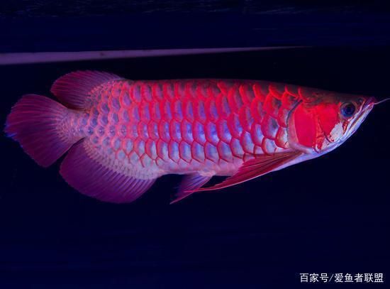 龍魚為什么在出水口趴著：龍魚為什么趴缸