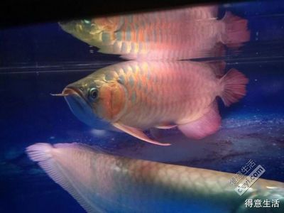 七彩配龍魚：如何飼養(yǎng)七彩雷龍魚