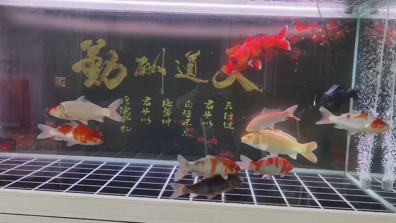 第一次養(yǎng)錦鯉：第一次養(yǎng)錦鯉,昆weixin001 觀賞魚論壇