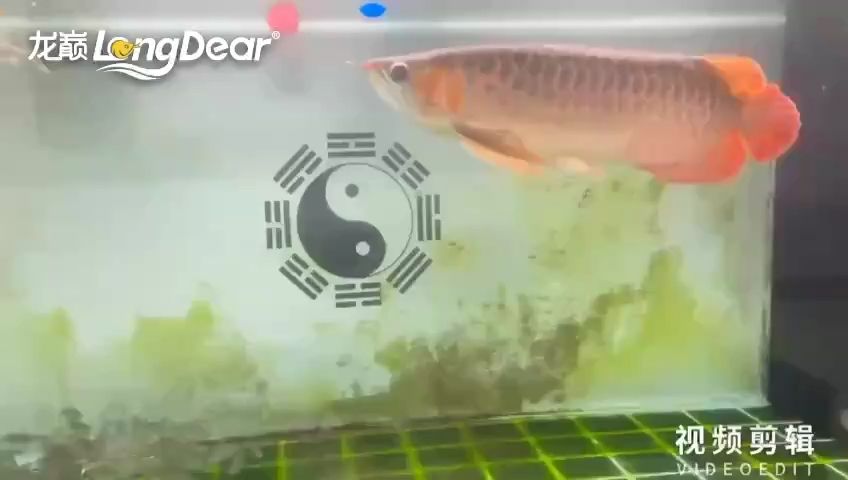 每天打卡：大熊,n__n__y 觀賞魚論壇