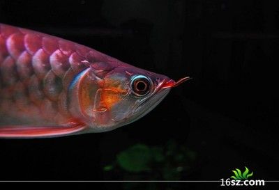 養(yǎng)龍魚(yú)喂的小魚(yú)算殺生嗎：養(yǎng)龍魚(yú)喂小魚(yú)算殺生嗎？ 龍魚(yú)百科 第1張