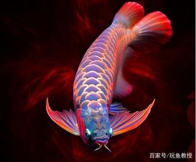 金龍魚活化石：金龍魚作為“魚類活化石”，它們的珍貴性和獨特性使得人們喜愛