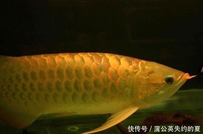 金龍魚(yú)嘴里好像在攪東西吃：金龍魚(yú)在進(jìn)食或繁殖期間會(huì)表現(xiàn)出嘴巴張開(kāi)的行為