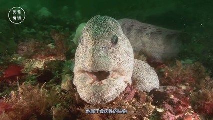 我的龍魚一直不好好吃怎么解決問題呀：龍魚的食欲不振怎么辦