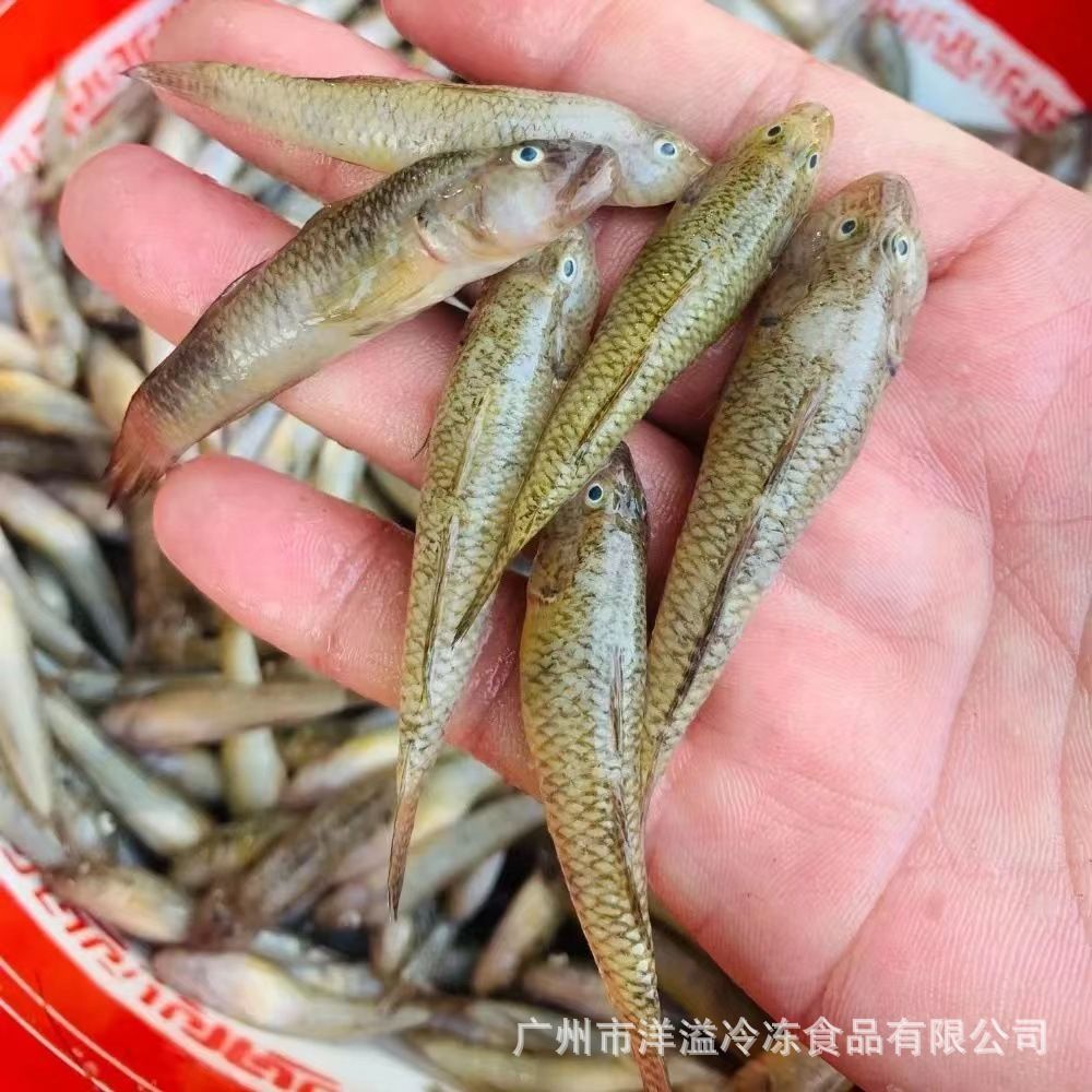 20厘米小龍魚吃什么：20厘米的小龍魚在飲食上應(yīng)該如何進(jìn)行選擇？ 龍魚百科 第2張