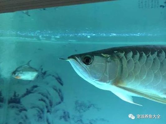 龍魚為何會掉眼屎：龍魚掉眼屎是什么原因?qū)е碌模? title=