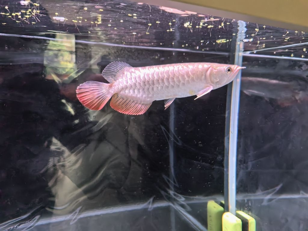 超血紅龍魚幼魚