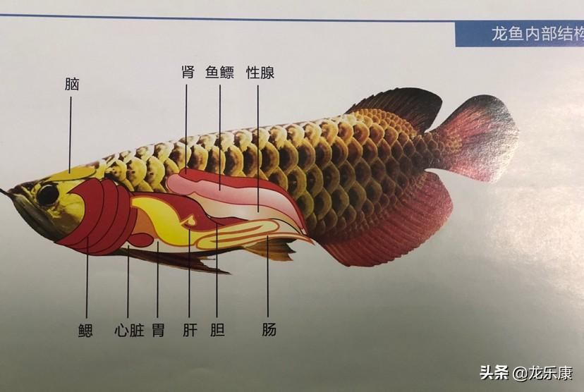 如何使龍魚(yú)胸鰭變大：如何使龍魚(yú)的胸鰭變大 龍魚(yú)百科 第2張