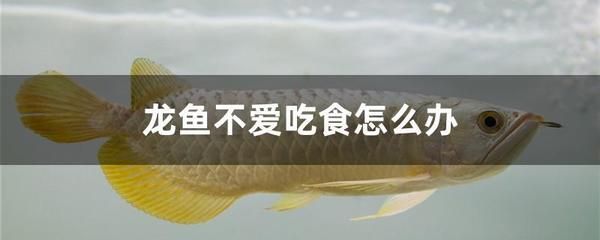 龍魚不吃食老張嘴：龍魚不吃食老張嘴怎么辦