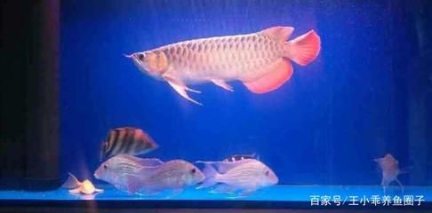 紅龍魚(yú)可以和清道夫一起養(yǎng)嗎：紅龍魚(yú)可以和清道夫一起養(yǎng)嗎？ 龍魚(yú)百科 第2張